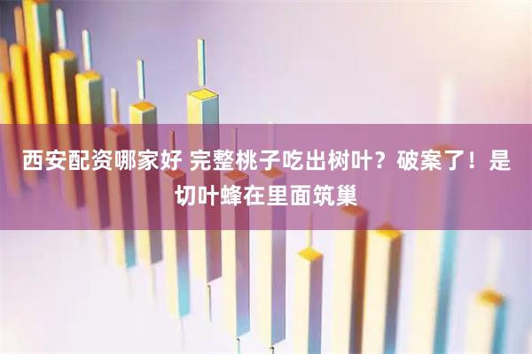 西安配资哪家好 完整桃子吃出树叶？破案了！是切叶蜂在里面筑巢